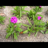 Dianthus barbatus 'Noverna Purple' (2)